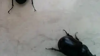 Жук олень и жук носорог.