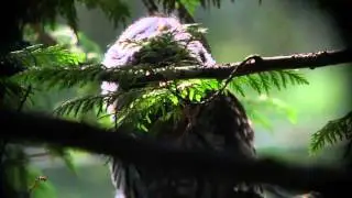 Strix varia - A Young Barred Owl