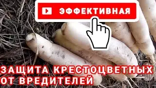 Эффективная ЗАЩИТА РЕДЬКИ, ДАЙКОНА и других крестоцветных от вредителей / PRO опыт
