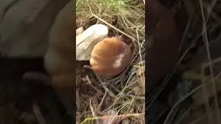 Сорвал не брежно белый гриб, а он закряхтел!