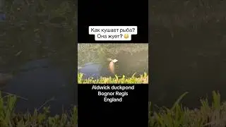 Как кушает рыба? Умеет ли жевать рыба? (How does the fish eat?) duckpond uk travel