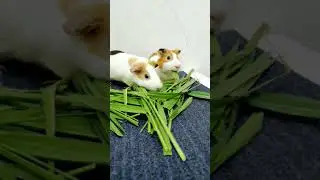 Cute Guinea pigs Playing and Eating #Shorts