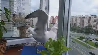 Бандит и Пельмешка