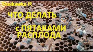 #Пчёлы