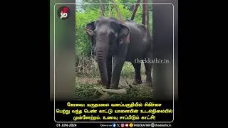 கோவை: சிகிச்சை பெற்று வந்த காட்டு யானை உணவு சாப்பிடும் காட்சி!