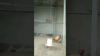 Охотничьий фазан камышовый окрас