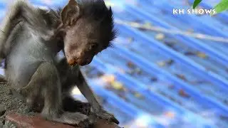 I Do Miss Adorable Heidi, I Wish Her Good Health and Beautiful Lady Monkey|Heidi Group