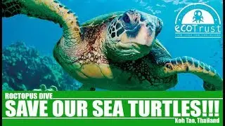 Why we must PROTECT our Turtle's - Marine Conservation Koh Tao