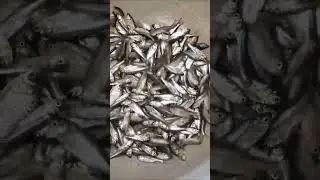 Small Fish #short #shorts #reels #rrels #viral #fishingvideo #fish #viralshorts #viralvideo #shortsf