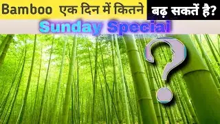 Bamboo एक दिन में कितने बढ़ सकतें है ?? || Amazing Fact || Random Fact || Fact Series #6