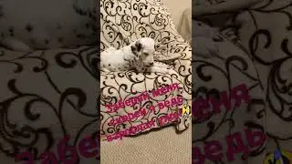 щенки далматин вотцап 89192460946 