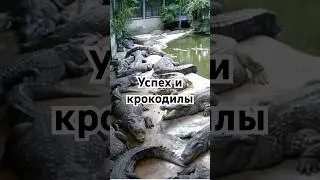 Успех и крокодилы 