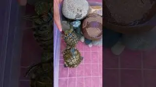Et istiyorlar 🤣🐢🐢 #turtle #kaplumbağalar #pets #petsvideo
