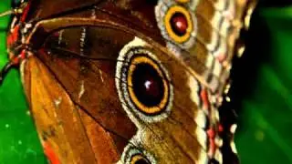 A World Of Butterflies HD.mov
