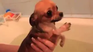 Сабаку учат худеть!!!