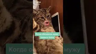 Кот говорящий рот. Когда обещаешь мужу сварить борщ.