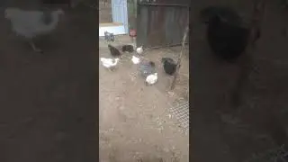 Как ставить тротуарную плитку