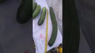 Вот такие огурцы