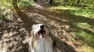 Прогулки по лесу