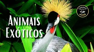 Animais Exóticos Em 4K ULTRA HD #AnimaisExóticosem4k #animaisexóticos #AvedoParaíso