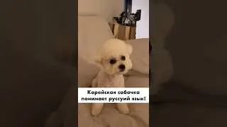 Когда корейская собачка слушает русский язык! Молодец🤣 #собака #корея #кореявлог #влог #бишонфризе