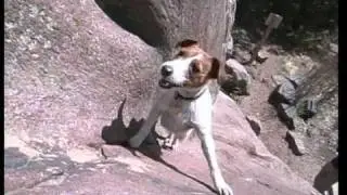 Biscuit the Climbing Dog from FRONT RANGE FREAKS by Sender Films