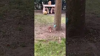 Eichhörnchenfamilie beim Mittagessen #squirrels #eichhörnchen #socute