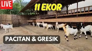 LIVE PENGIRIMAN 11 EKOR KAMBING ETAWA PACITAN GRESIK