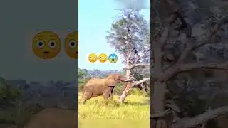 Amazing Elephant 🐘 😳 #elephant #animals #shortsfeed #shortsvideo #shortsviral