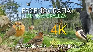 🎧 SUMÉRGETE EN LA NATURALEZA SALVAJE 🐦🦜: UN VIAJE VISUAL Y AUDITIVO EN 4K.