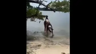 Самые смешные видео 