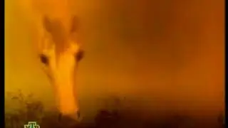 ежик в тумане нтв 30.09.2006 vhs оцифровка 10.03.19