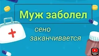 #Миша слег с температурой/ #Лабрадор  со мной на дойке/ Ждём  #сено
