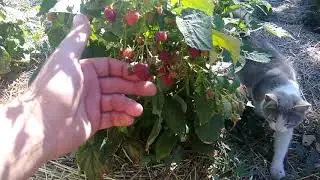 Малина.Плодоношение в год посадки