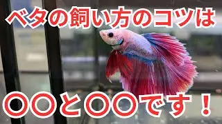 [Professional explanation] A quick introduction to tips for raising betta fish!