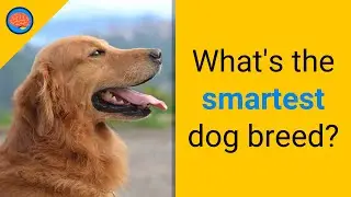 What is the smartest dog breed? | Charger - Quick Facts