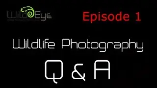 Wildlife Photography Q&A:  Episode 1
