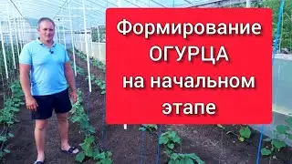 Формирование огурца на начальном этапе развития