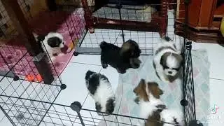 do not disturb a sleeping puppy, i wanna bully everyone