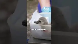 🐧 Naissance rare de manchots de Humboldt