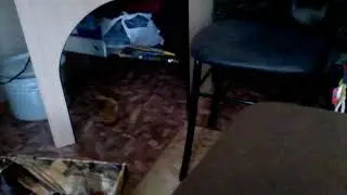 Мои куклы ЛОЛ!!!!!!! часть 2