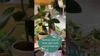 Почему листья моих растений всегда блестят🌿#комнатныерастения #цветы #ароидные #plants #листья