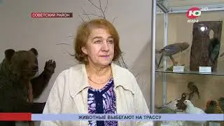 Дикие животные на трассах. ОТРК 