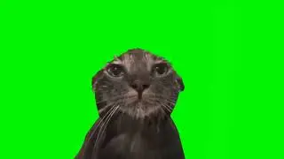 wet cat staring at the camera meme (green screen, sound 1)
