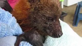Brave Betsy Survives Barbed Wire And Bat Flies