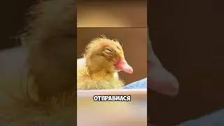 🐥 Мальчик Спас Выброшенное Яйцо… То, Что Произошло Потом, Растрогает Каждого! ❤️