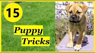 15 Novice Tricks With Bullmastiff Puppy Petra