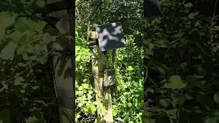 Which Wiseeye Trail Camera location would you chose?? #wiseeyetrailcam #homestead #outdoors