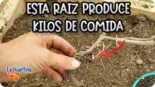 😱 This Crop Is More Productive Than Potatoes - How to Grow Yacon || Toni's Garden
