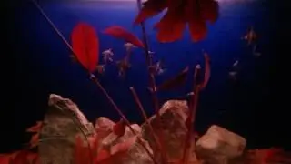 Melek Akvaryumu ( Biyotop Melek )